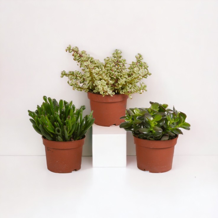 Crassula, box de 3 plantes h21cm