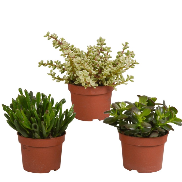 Crassula, box de 3 plantes h21cm