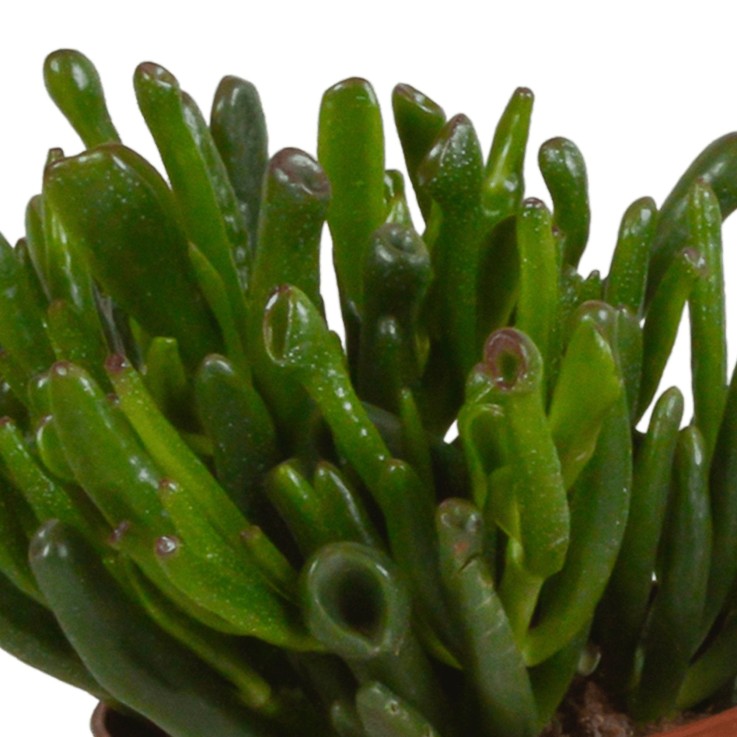 Crassula, box de 3 plantes h21cm