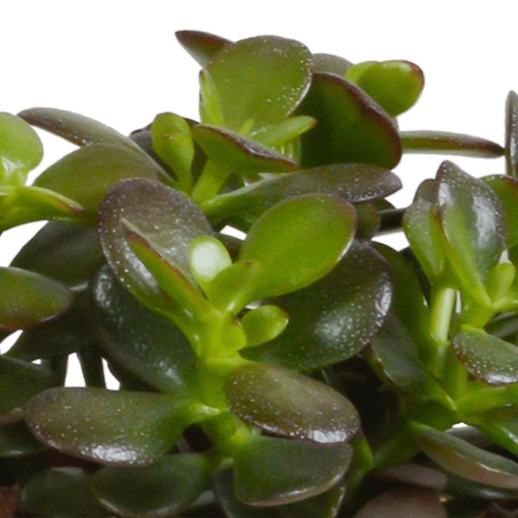Crassula, box de 3 plantes h21cm