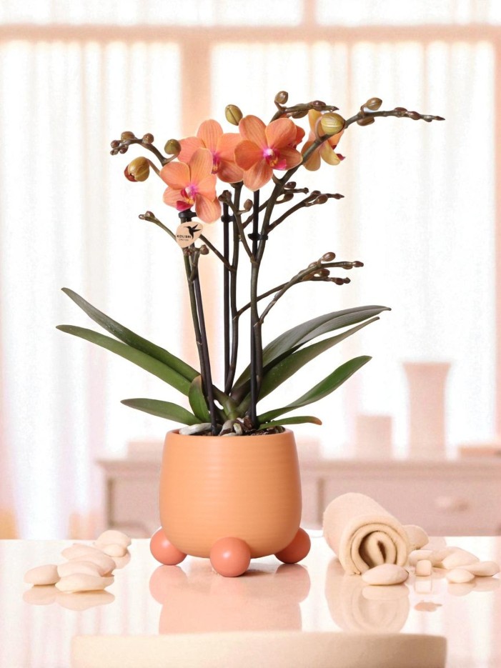 Orchidée Corail et son pot -  Safari