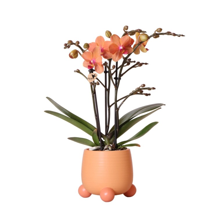 Orchidée Corail et son pot -  Safari
