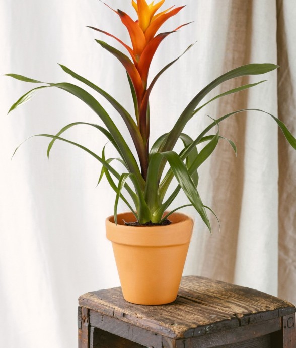 Guzmania Variada