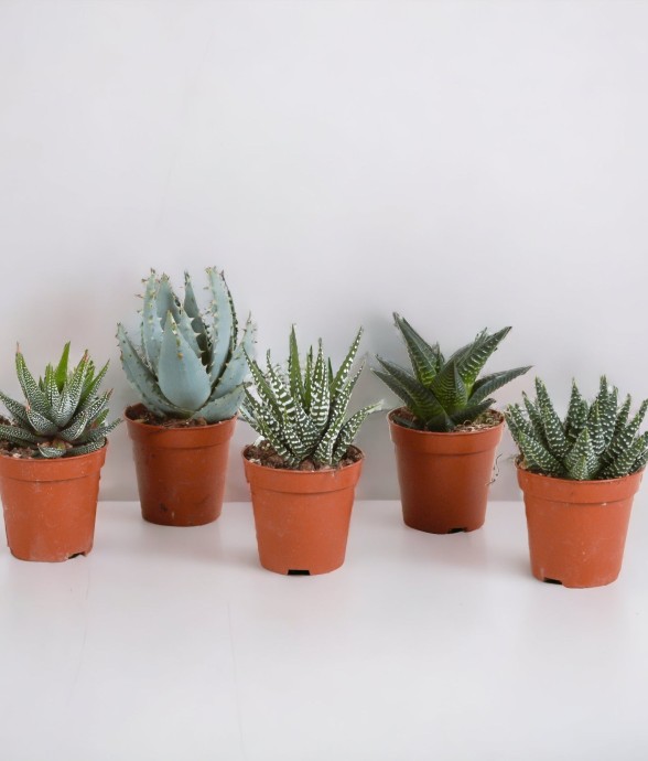 Coffret Gasteria, Haworthia...