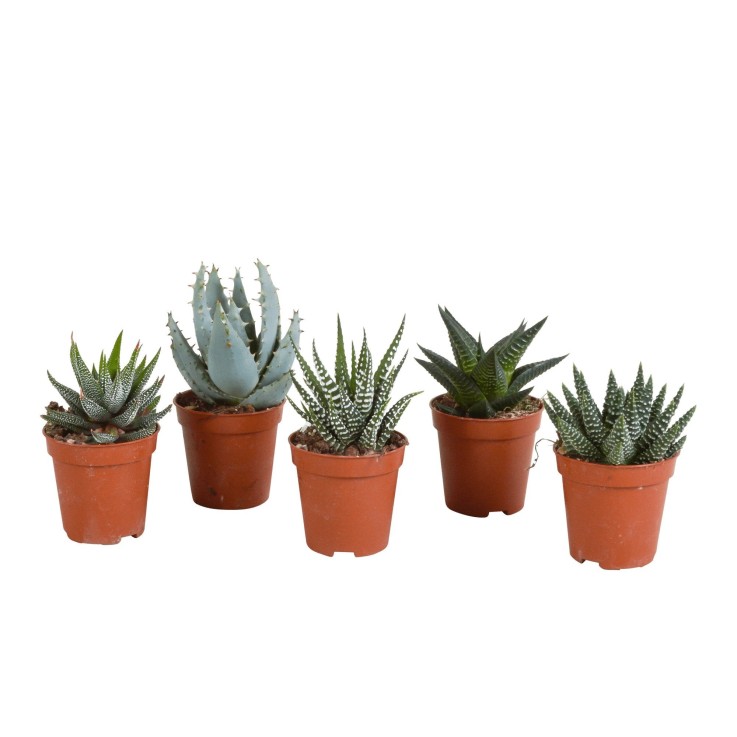 Coffret Gasteria, Haworthia - Lot de 5 plantes, h13cm