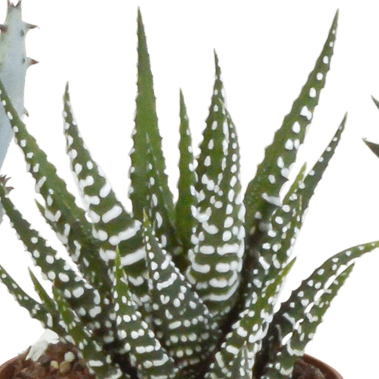 Coffret Gasteria, Haworthia - Lot de 5 plantes, h13cm