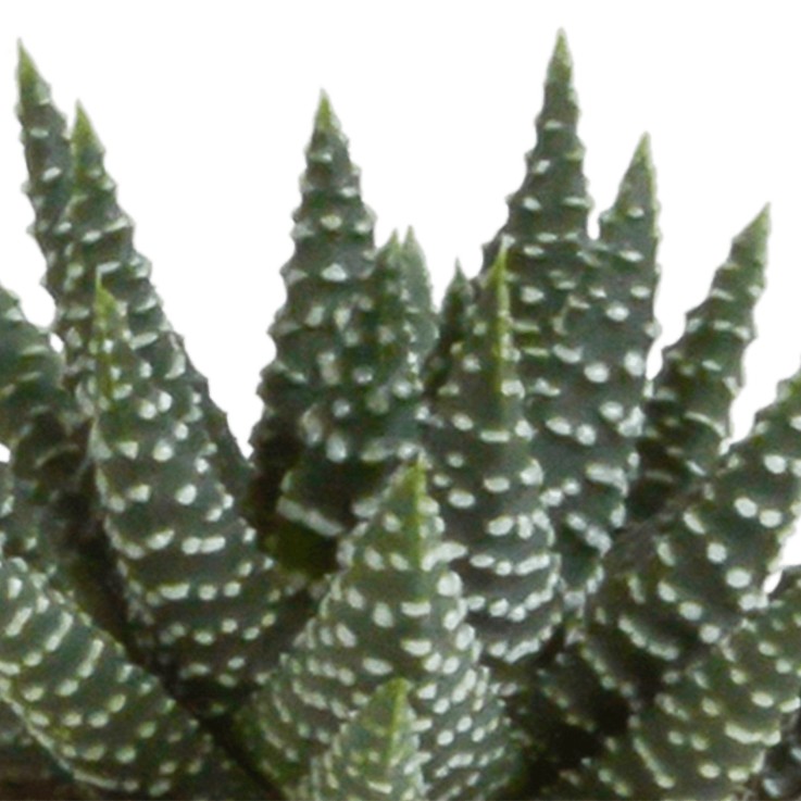 Coffret Gasteria, Haworthia - Lot de 5 plantes, h13cm