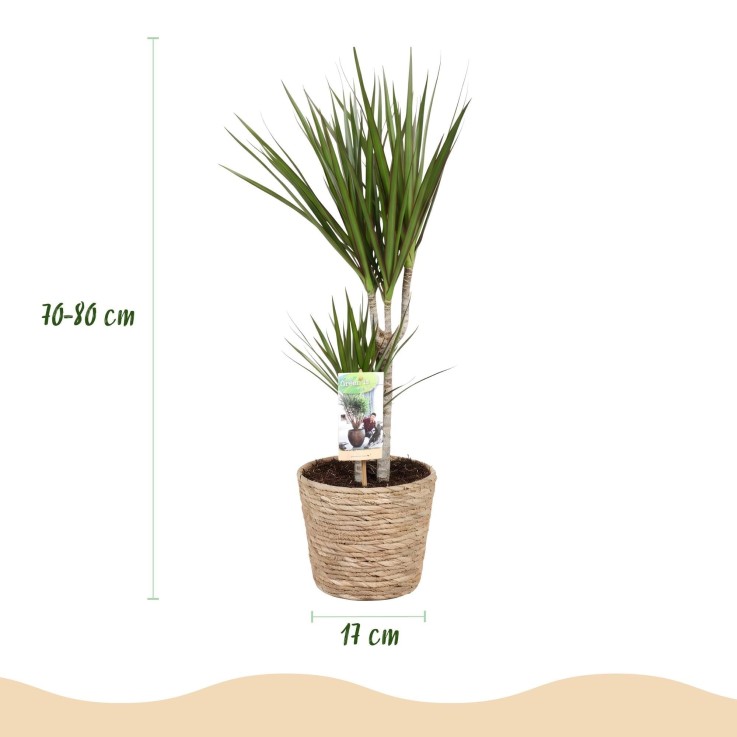 Dracaena Marginata et panier
