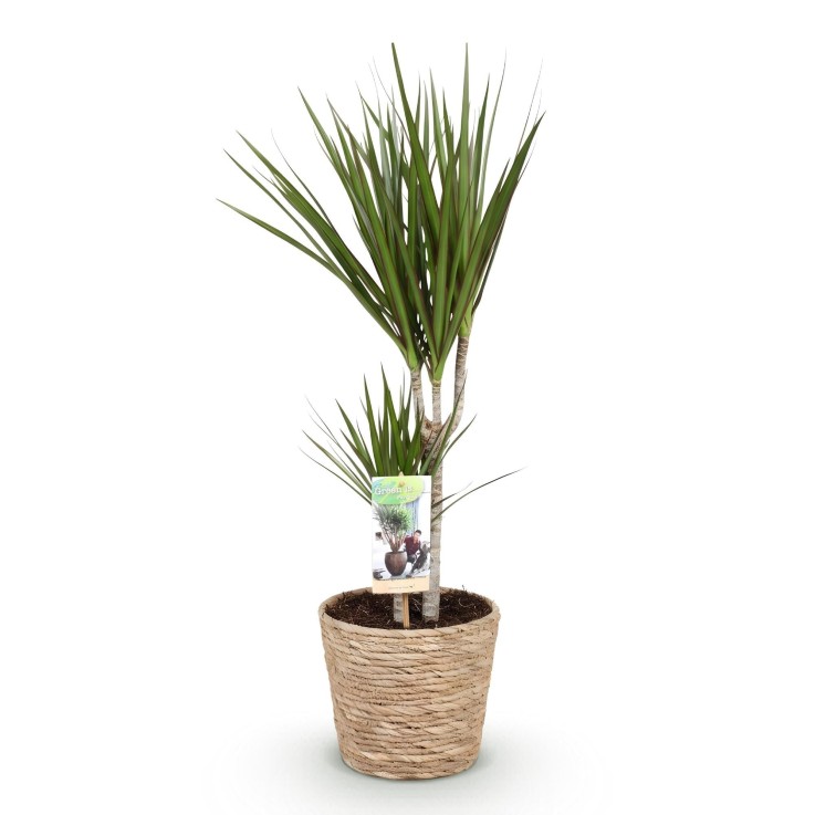 Dracaena Marginata et panier