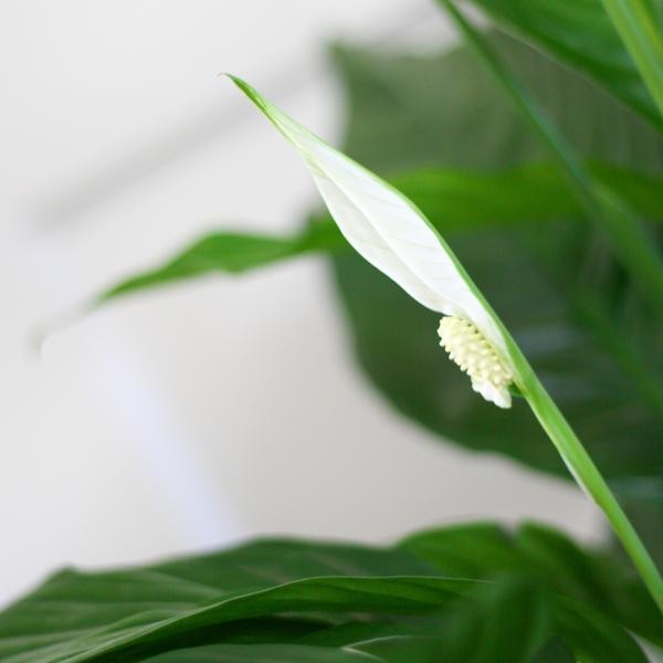 Spathiphyllum et son pot -  Panier beige