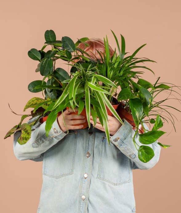 Coffret – Plantes seconde...