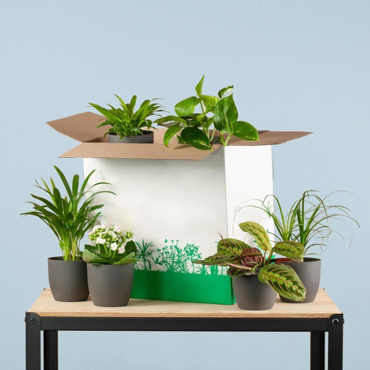 Coffret – Plantes seconde vie -  6 plantes + Cache-pots gris