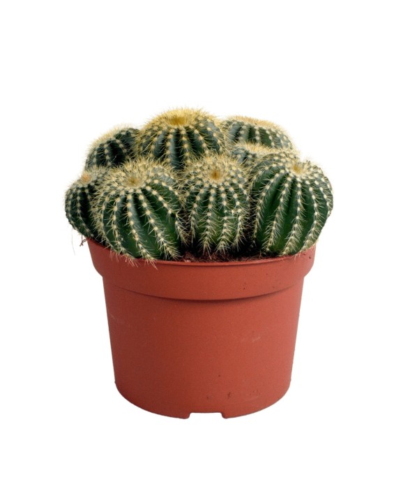 Parodia Warasii - cactus...