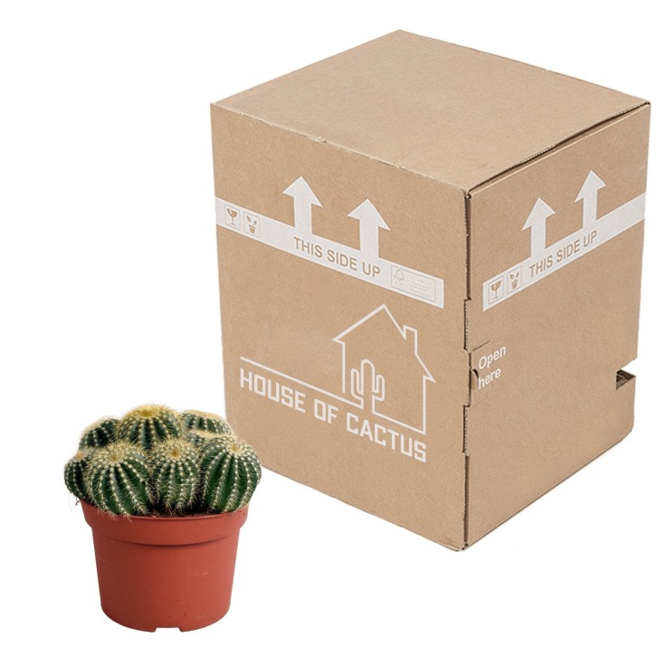 Parodia Warasii - cactus d'intérieur