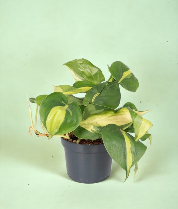 Philodendron Scandens...