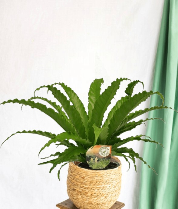 Fougère Asplenium Osaka