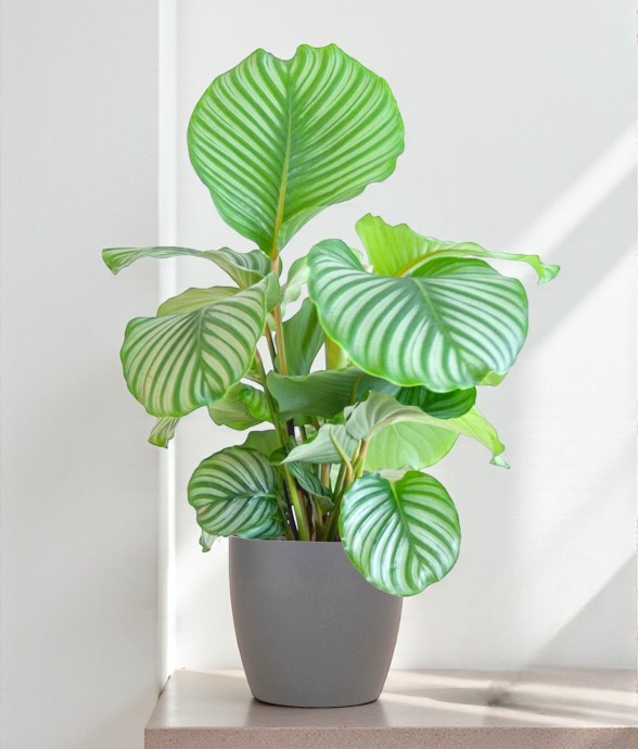 Calathea Orbifolia et son...