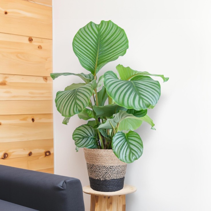 Calathea Orbifolia et son pot -  Blanc