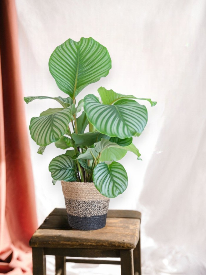 Calathea Orbifolia et son pot -  Blanc