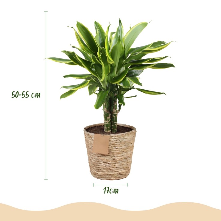 Dracaena Golden et pot