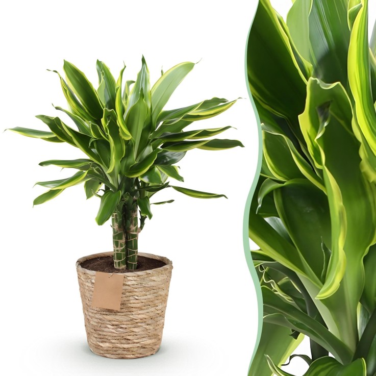 Dracaena Golden et pot