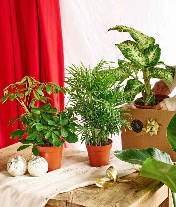 Coffret surprise - Plantes...