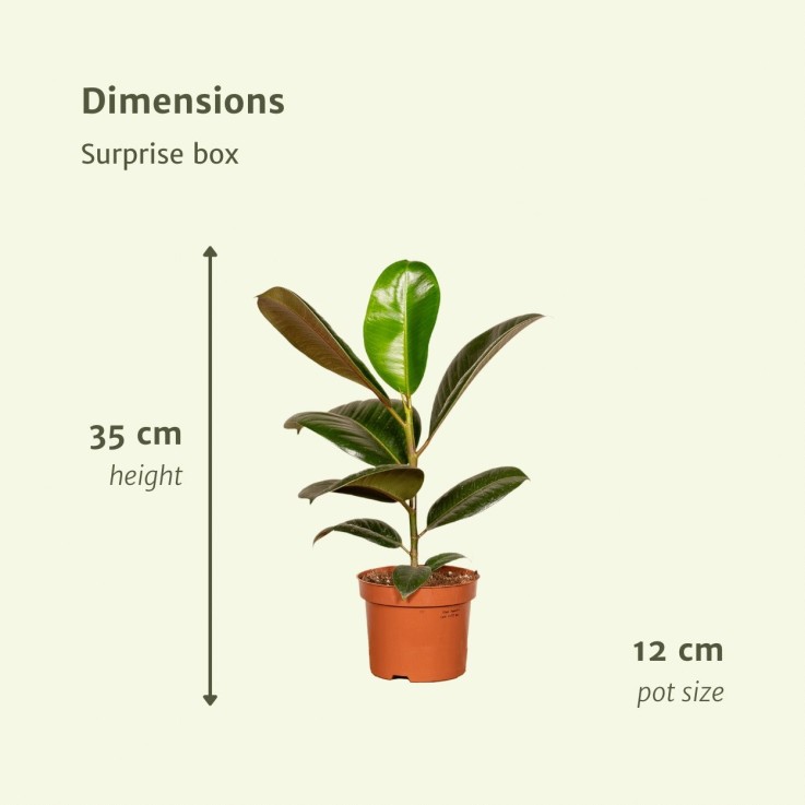 Coffret surprise - Plantes d'intérieur -  Lot de 6 plantes