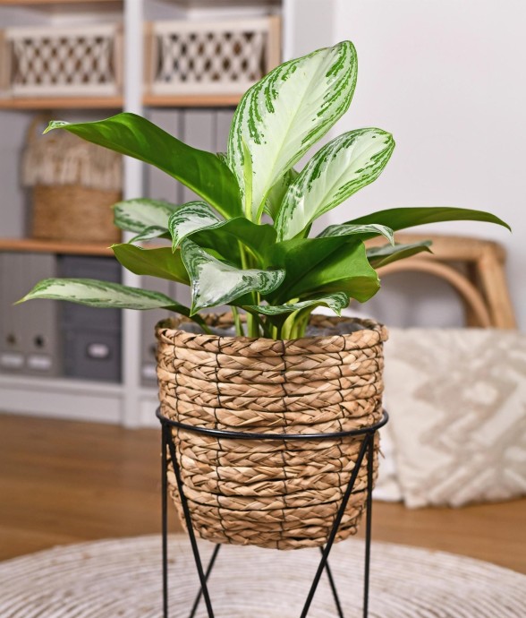 Aglaonema Silver Bay – Lot...