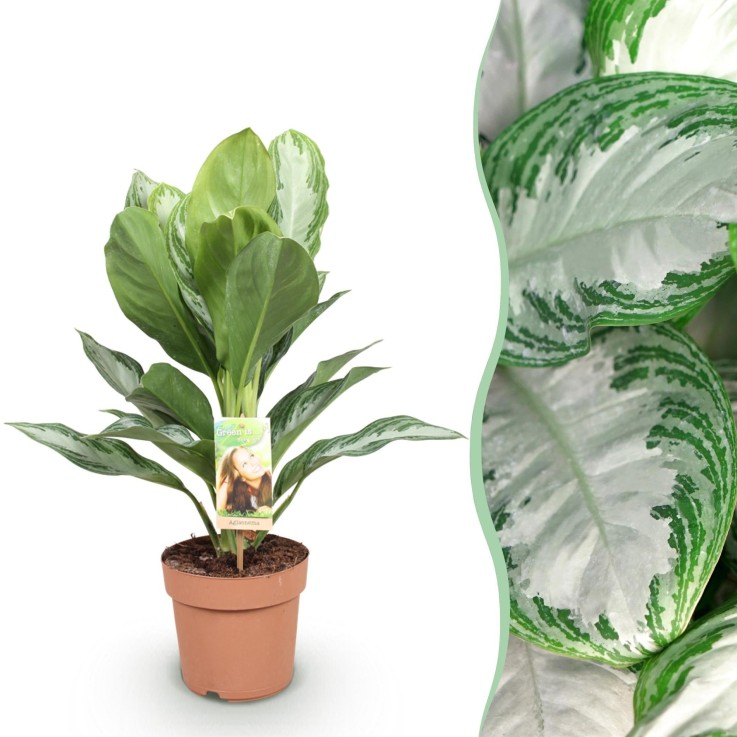 Aglaonema Silver Bay – Lot de 1 -  2