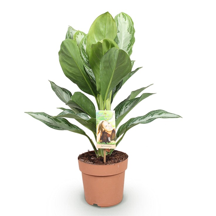 Aglaonema Silver Bay – Lot de 1 -  2