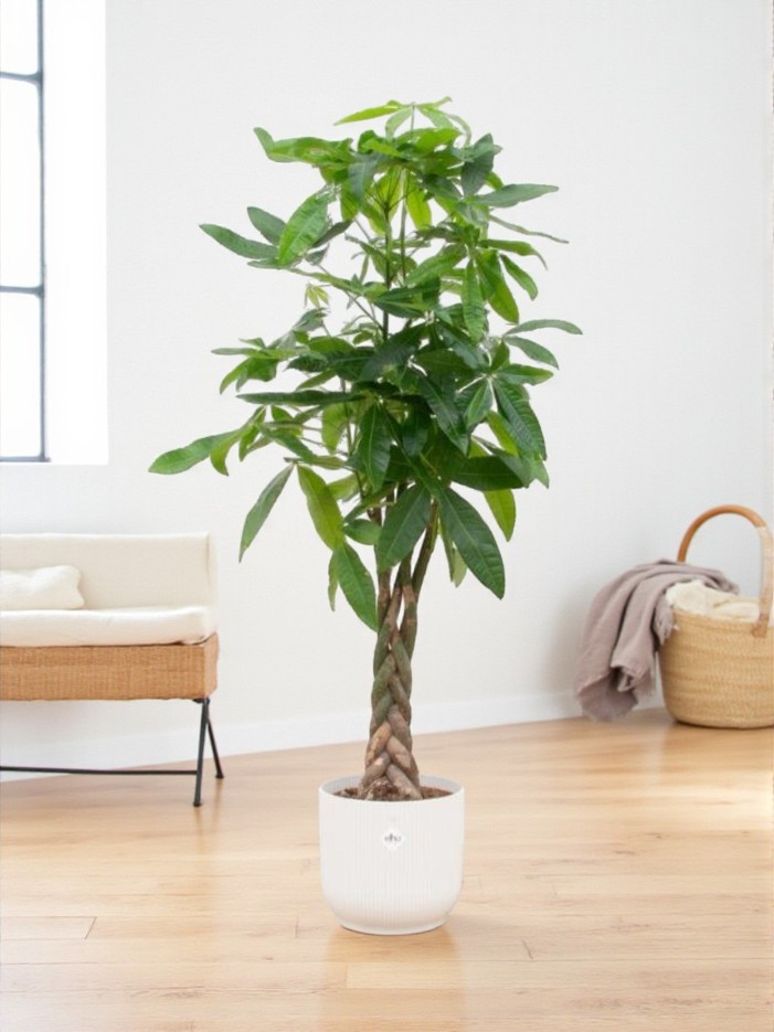 Pachira Aquatica et son pot -  Blanc