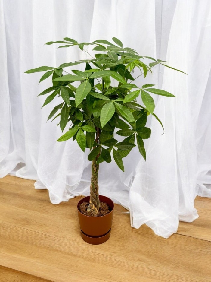 Pachira Aquatica et son pot -  Blanc