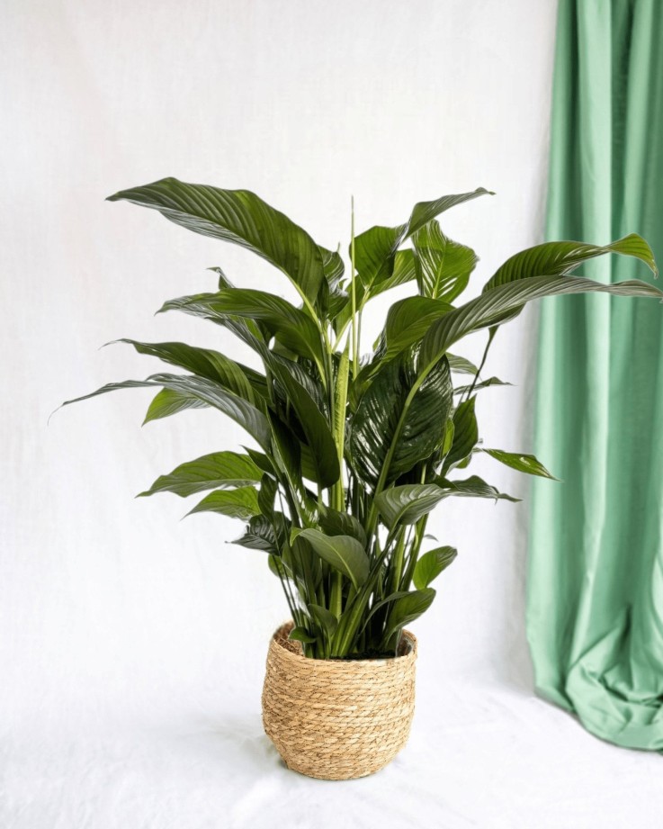 Spathiphyllum Blanc