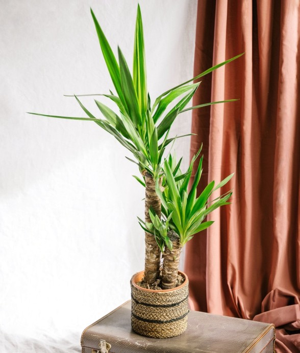 Yucca d'intérieur