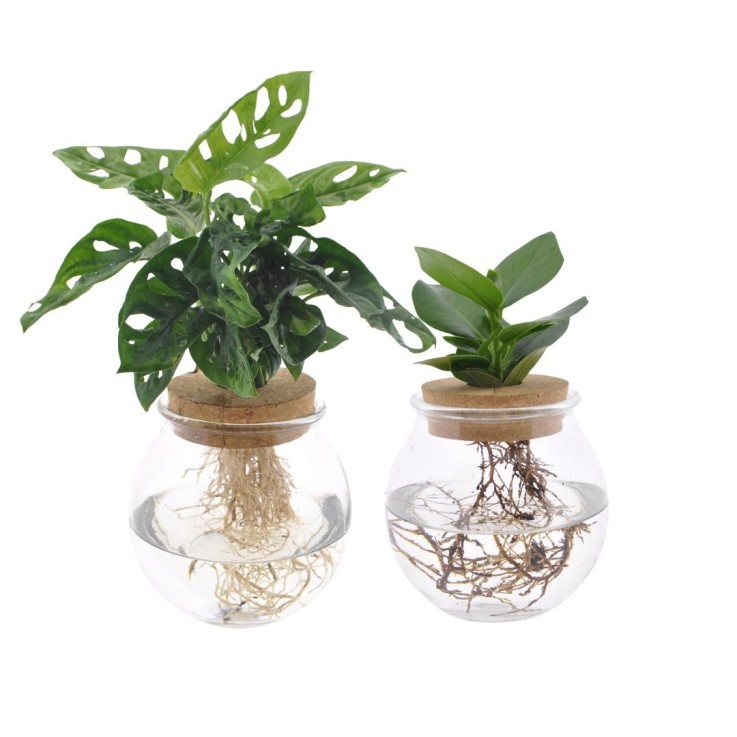 Duo hydroculture Monstera/Clusia