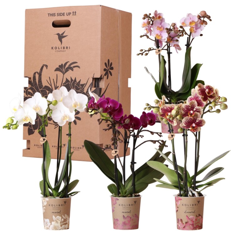 Boîte Surprise : 4 Orchidées Variées Haut de Gamme