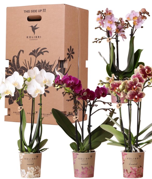 Boîte Surprise : 4...