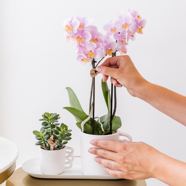 Boîte Surprise : 4 Orchidées Variées Haut de Gamme