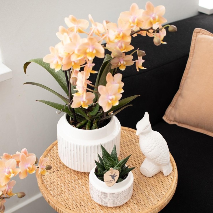 Boîte Surprise : 4 Orchidées Variées Haut de Gamme