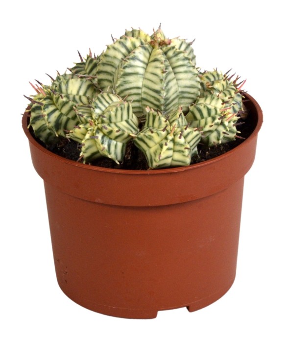 Euphorbe Meloformis Variegata