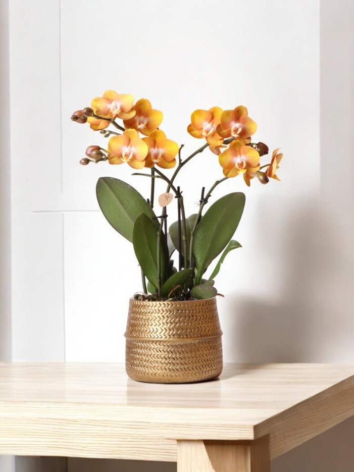 Orchidée Ocre et son pot -  Doré