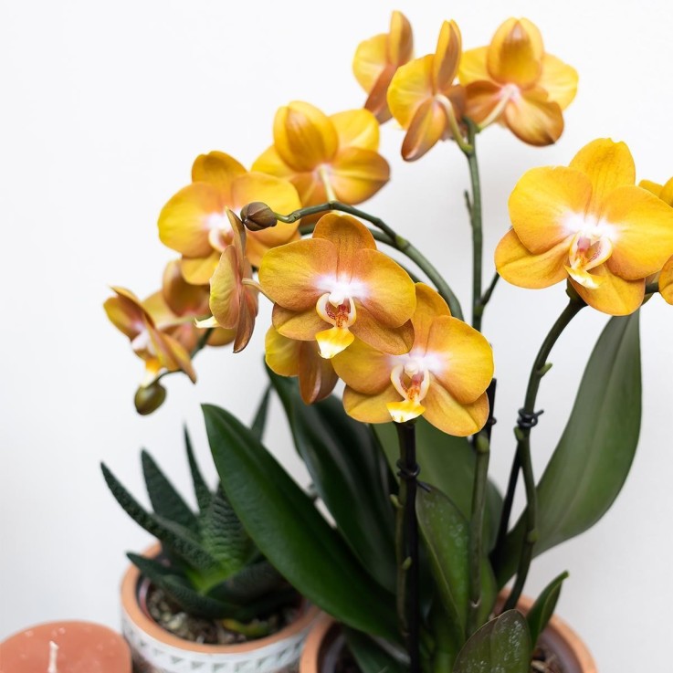 Orchidée Ocre et son pot -  Doré