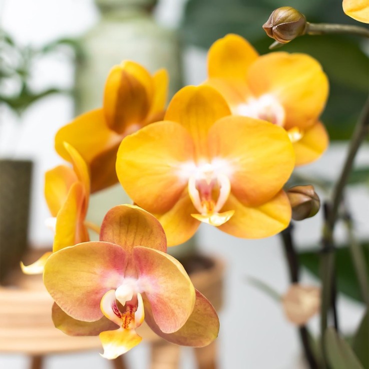 Orchidée Ocre et son pot -  Doré