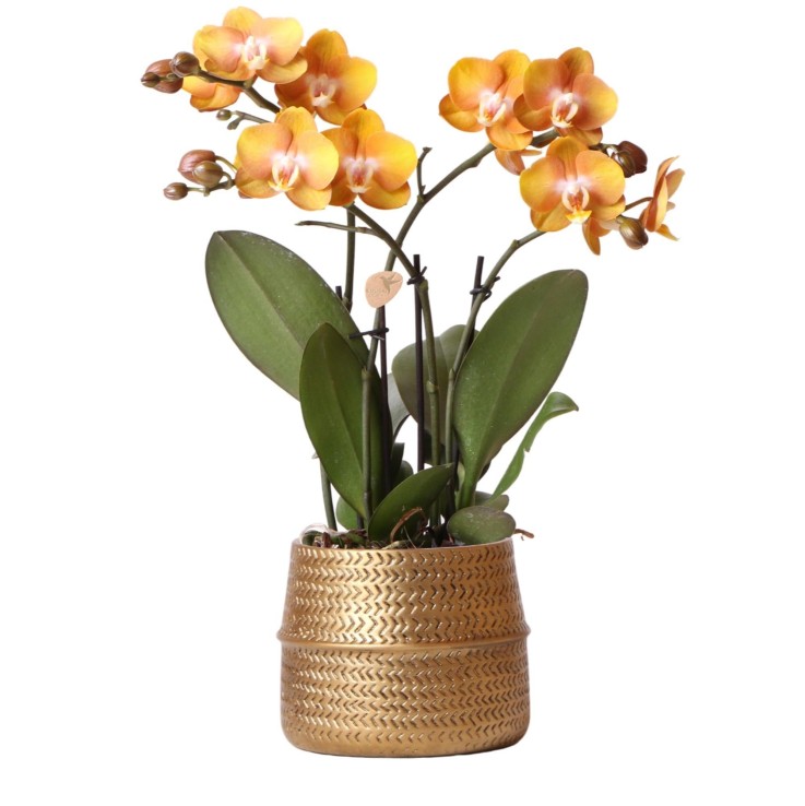 Orchidée Ocre et son pot -  Doré