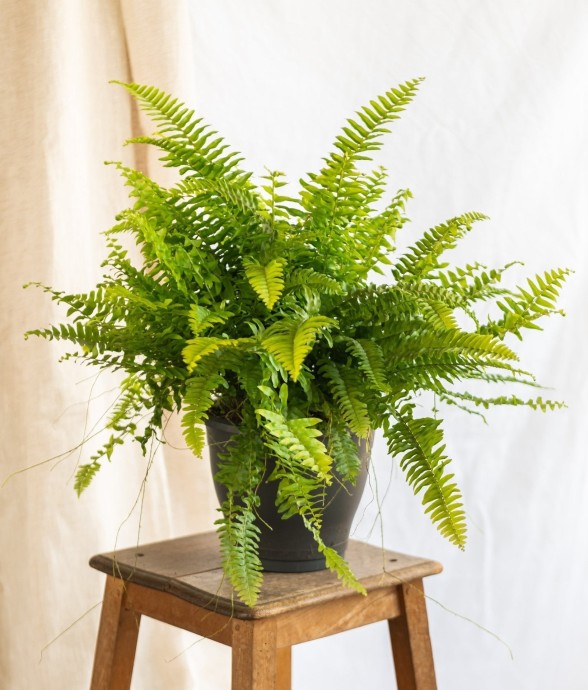 Grande fougère de boston