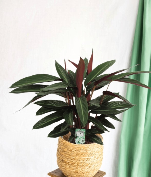 Calathea Stripestar
