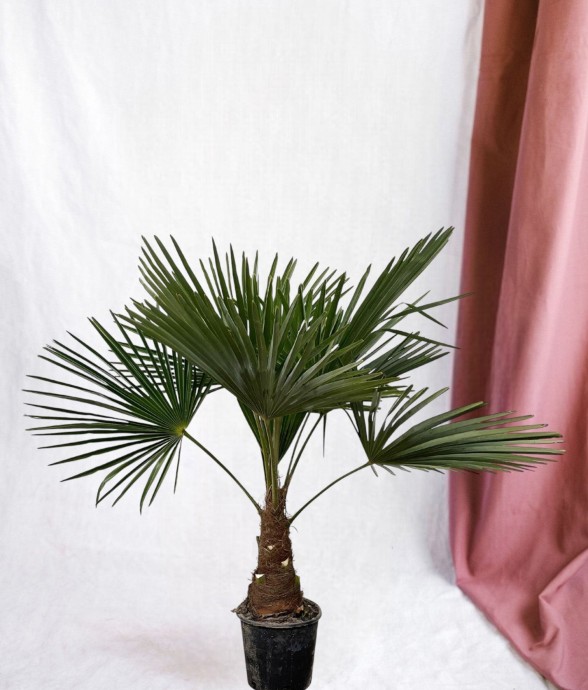 Trachycarpus palmier