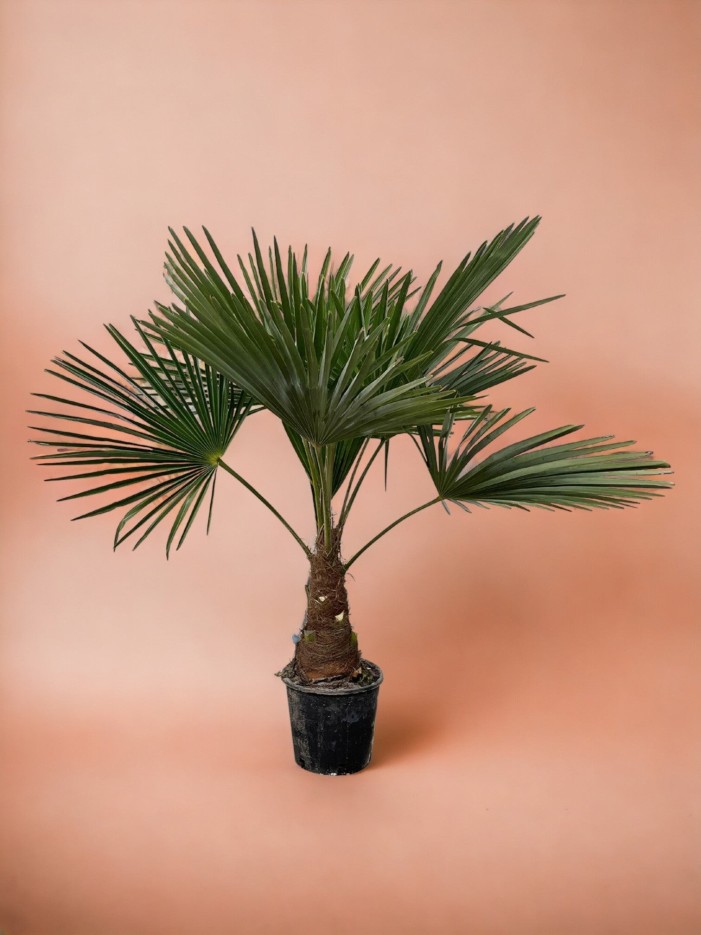 Trachycarpus palmier