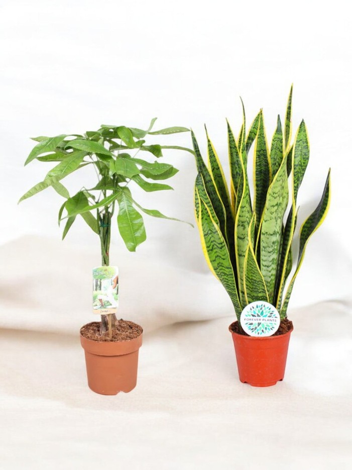 Coffret - Duo de plantes -  🌴 Duo incontournables