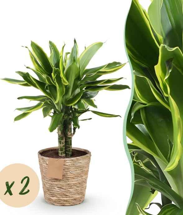 Dracaena Golden Coast – Lot...